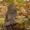 Lejscik dlouhonohy jizni - Petroica australis - South Island Robin - toutouwai 6520